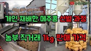 2024년 메주콩 백태 선별 과정 후 농부 직거래 판매 가격 시세는? 논 콩 종자는 선풍콩 직접 재배하고 수확 선별 후 판매까지 하는 농부