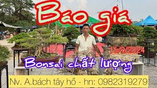 Báo giá nhiều cây bonsai bưng bê rất chất lượng tại nv A.Bách tây hồ hà nội. 15/9/2024 fetisval