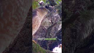 Owl Dropkicks a Falcon Off a Cliff #animals #help #wildlife #shorts #owl
