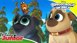  Mopsiakowe przygody | Bingo i Rolly w akcji | Disney Junior Polska