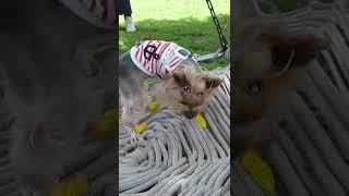 ハンモックのヨーキーらん/Yorkie in a hammock