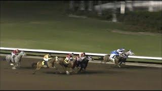 Nighttime Quarter Horse Racing 300 Yard Sprint Los Alamitos Race Course Cypress California