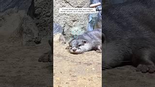 Heartbroken otter reunites with the keeper #shorts