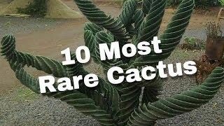 10 Most Rare Cactus