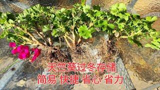 Sophie's Garden 天竺葵过冬存储，简易快捷省心省力