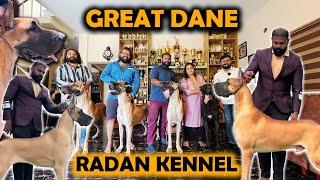 Great Dane Dog Breed | Tallest Great Dane | Great Dane Available | Puppies for sale