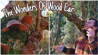 Wood/Jelly Ears - The Easy Edible Mushroom For Beginners  Identification, Recipe & History