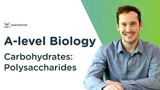 Carbohydrates: Polysaccharides | A-level Biology | OCR, AQA, Edexcel