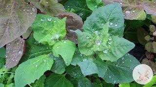 Growing Orach (Atriplex Hortensis) from Seed Growing Flowers from Seed Gardening for Beginners