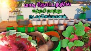 The best way to soil brinjal plants for maximum growth ll vegetable plants to grow at home