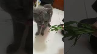 刚发现 我们家的猫爱吃草 特别能吃