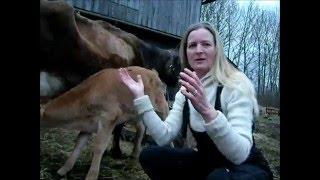 Milking march morning