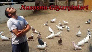 Nasosnu  Musfiqin Goyercinleri #yayucuşu #bakigoyercinleri #goyercinler #ucusvideosu #bakiquslari