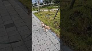 오전에 비온뒤 날씨 개어서 산책나왔어요 신나요 #말티푸 #강아지 #보리 #산책하는강아지 #shorts