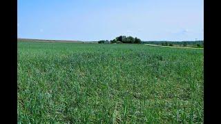 Conservation Outcomes Webinar: Effects of Cover Crops on Grassland Birds