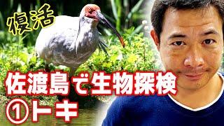 38.佐渡島といえばトキ！絶滅から復活を遂げた奇跡の鳥