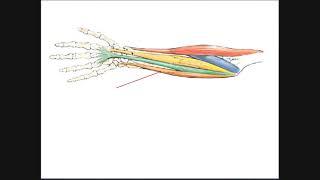 Anterior Forearm Muscles | Superficial Layer