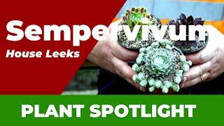 Ultimate Guide to Sempervivum: The Perfect Drought-Tolerant Feature Plant!