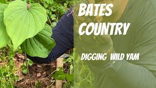 Digging Wild Yam root- #Discovery- #Appalachian- #Forest - #Woods