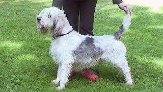 Dog Breed Video: Grand Basset Griffon Vendeen