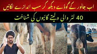 40 to 50 L Friesien cow Identification and selection tips II Dr. Muzzammil Hassan