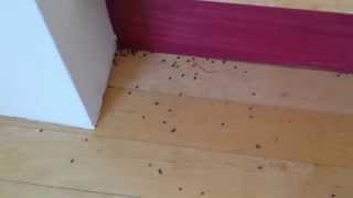 Carpet beetles