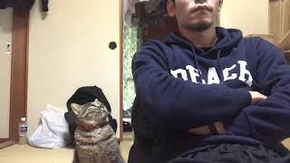 【猫動画】かまってモードの猫を無視した結果がこちら。。。Don't ignore me!!