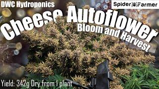 How I Grow E21- 342g Dry - Bloom and Harvest - Cheese Autoflower - Spiderfarmer SF4000 Kit