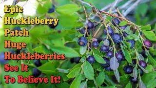 How To Identify Huckleberries And Huckleberry Bushes - Best Huckleberry Patch - HUGE HUCKLEBERRIES