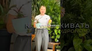 Уход за филодендроном после покупки #дачныесоветы #цветоводство #филодендрон #цветынаподоконнике