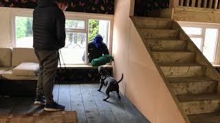 Staffordshire Bull Terrier Personal Protection “ Home Invasion”