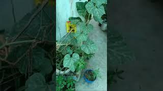 swapan terrace gardening flowers,frouts & vegitable plants, balcony garden