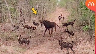 WILD DOGS ATTACK ANTILOPE AND GET IN BAD WAY