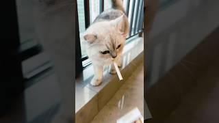 Cat is smoking a cigarette.#cat #funny #shorts