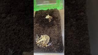 ワイルドアマゾンはすぐ潜る　アマゾンツノガエル　Surinam Horned frog　Ceratophrys cornuta　#shorts #shortsvideo