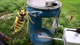 Raising Yellow Jackets as Pets part 1