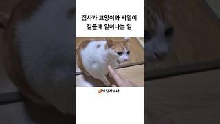 서열이 같을때는 인간학대 #고양이 #cat