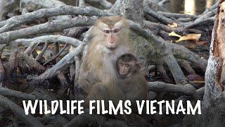 Mangroves Vietnam - Wildlife Films Vietnam. Director of photography for documentary Ho Chi Minh City