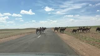 camels crossing the road