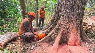 This is ‼️ how we cut down large mahogany trees