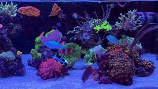 SPS reef tank update!