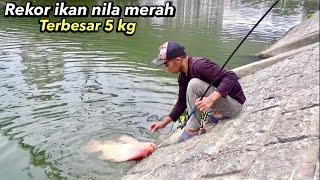 Rekor..!!Mancing Ikan Nila Babon Merah Terbesar