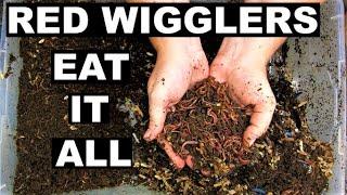 Proving Red Wigglers can EAT Anything