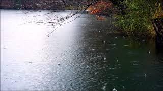 Regen am See - Entspannung - Natur