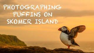 PHOTOGRAPHING PUFFINS on SKOMER ISLAND - WILDLIFE VLOG with the CANON 1DXMKII