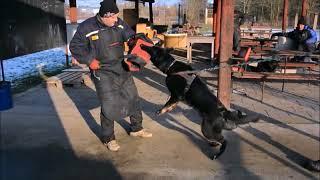 High-Class K9 "Toby". Black Bicolor German Shepherd Trained in Obedience & Protection