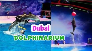 Dubai Dolphinarium 2024 || Dolphin show in  creek park Dubai || Dolphin and Seal Show Uae 2024