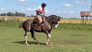 CABALLO OVERO AZULEJO DE FÍSICO $3.600.000 LOSEQUINOS.COM