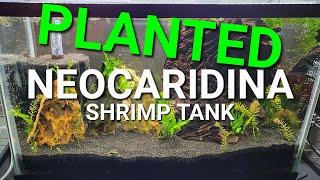 Advanced Aquascape Tutorial and Planted Neocaridina Aquarium Guide