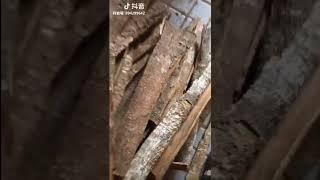 자연산 정력제라고도 불리우는 #카빈다나무껍질#중국희귀약초